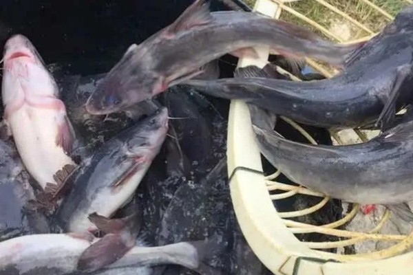 江团鱼简介,是常见的食用型鱼类