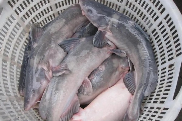 江团鱼简介,是常见的食用型鱼类