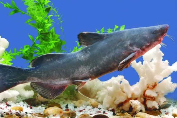 江团鱼简介,是常见的食用型鱼类