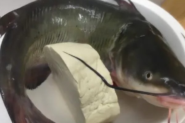 江团鱼简介,是常见的食用型鱼类