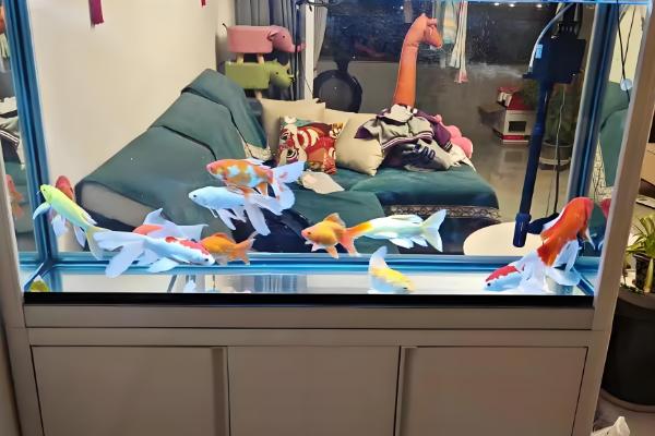 黄金锦鲤的饲养方法,6-9月份每天投喂两次