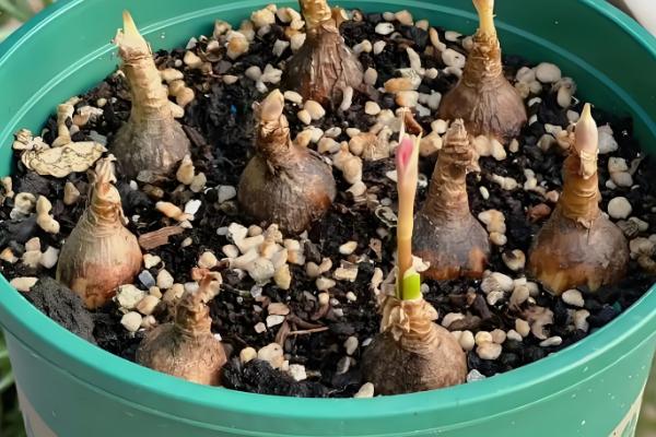 风雨兰种球不发芽如何处理，温度过低时要放在温暖处养护