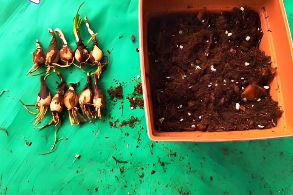 风雨兰种球不发芽如何处理，温度过低时要放在温暖处养护