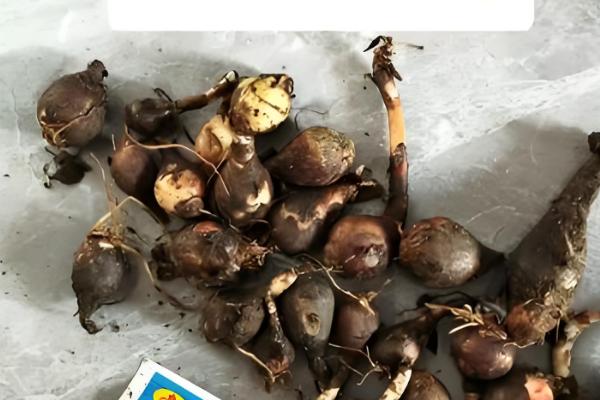 风雨兰种球不发芽如何处理，温度过低时要放在温暖处养护