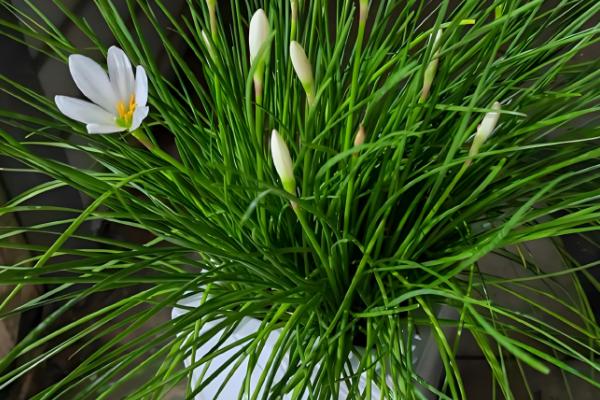 风雨兰种球不发芽如何处理，温度过低时要放在温暖处养护