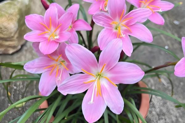 风雨兰种球不发芽如何处理，温度过低时要放在温暖处养护