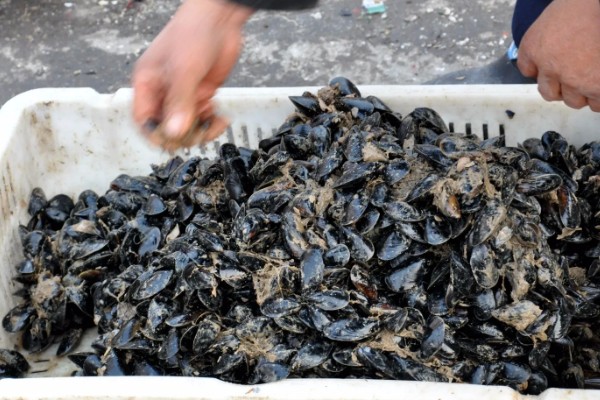 海虹如何养殖,应选择在水流比较畅通的地方养