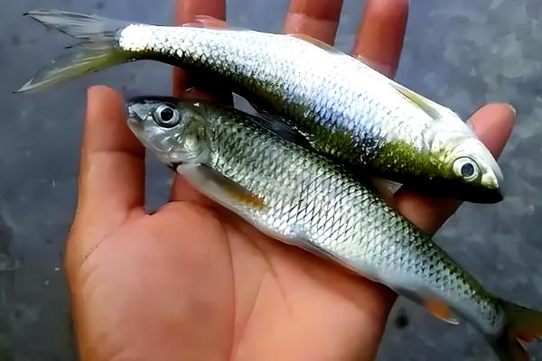 白条鱼和麦穗鱼的区别，科属和形态特征均不同