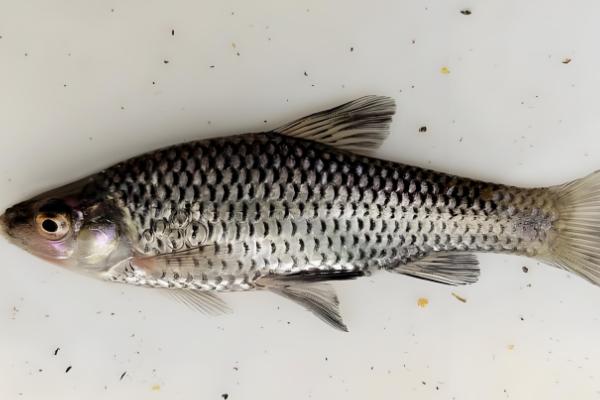 白条鱼和麦穗鱼的区别，科属和形态特征均不同