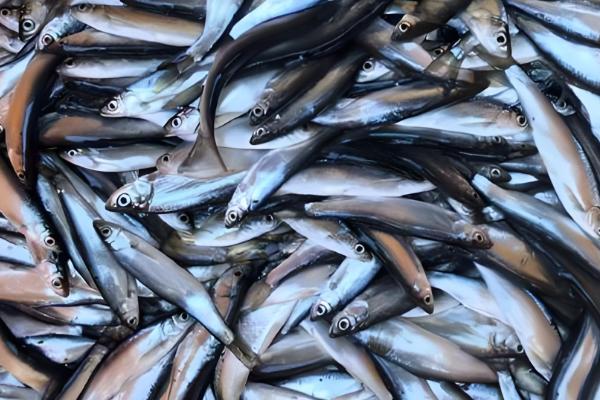 白条鱼和麦穗鱼的区别，科属和形态特征均不同