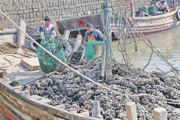 海虹如何养殖,应选择在水流比较畅通的地方养