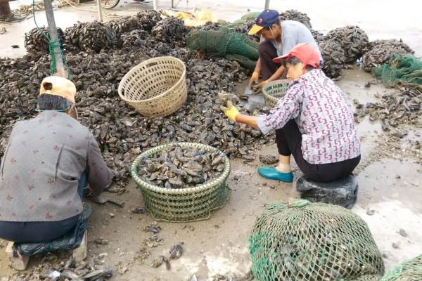 海虹如何养殖,应选择在水流比较畅通的地方养