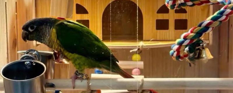鹦鹉一直叫的原因,可能是孤独所致