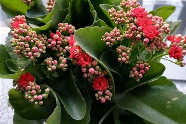 长寿花是喜水植物吗，长寿花属于喜水植物