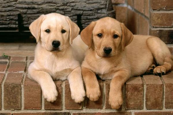 为什么狗狗会厌食，可能是频繁加餐所致