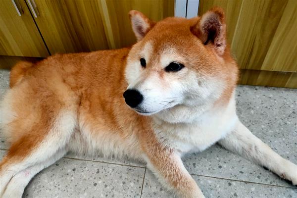 为什么狗狗会厌食，可能是频繁加餐所致