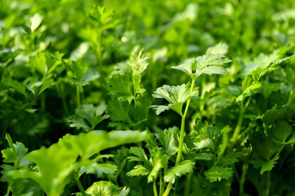 芹菜营养液的配方，配制时不能用金属容器