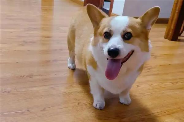 为什么狗狗会厌食，可能是频繁加餐所致