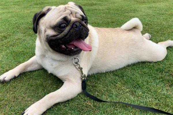 为什么狗狗会厌食，可能是频繁加餐所致