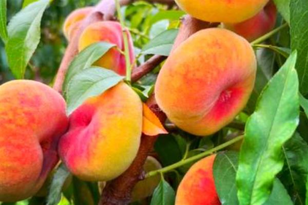 蟠桃如何防虫,可增强营养补给