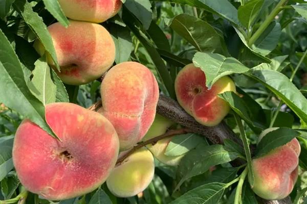 蟠桃如何防虫,可增强营养补给