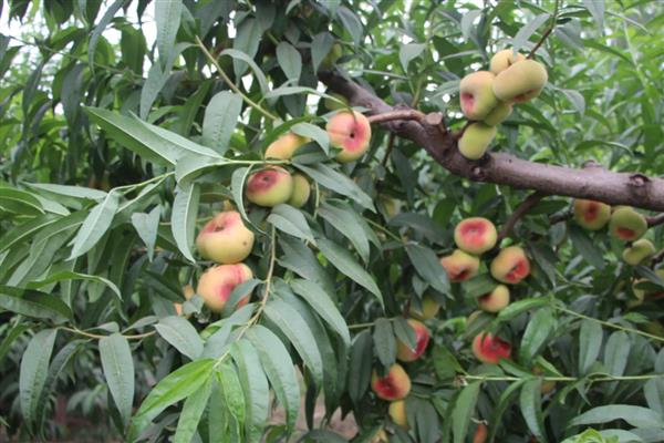 蟠桃如何防虫,可增强营养补给