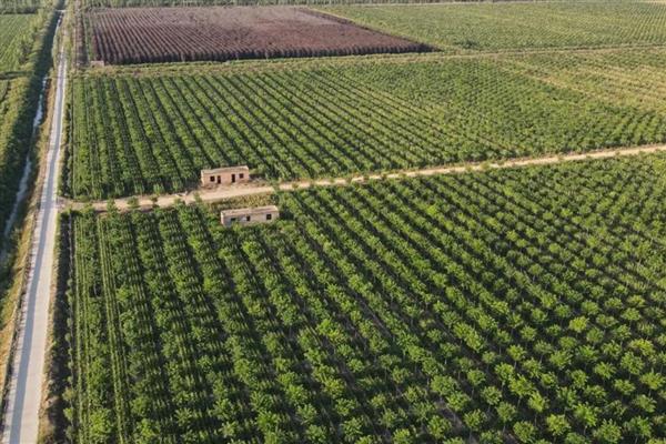 50亩苗圃的成本,第1年的总成本为15万元左右