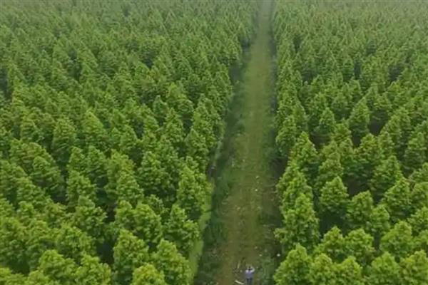 50亩苗圃的成本,第1年的总成本为15万元左右