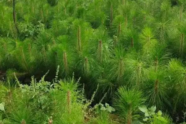 50亩苗圃的成本,第1年的总成本为15万元左右