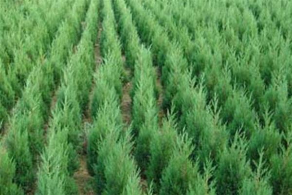 50亩苗圃的成本,第1年的总成本为15万元左右