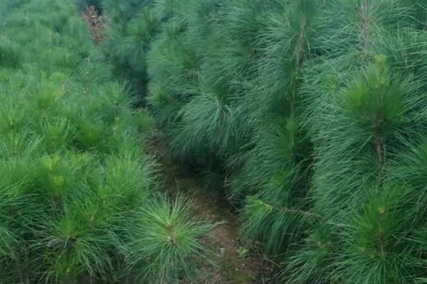 50亩苗圃的成本,第1年的总成本为15万元左右