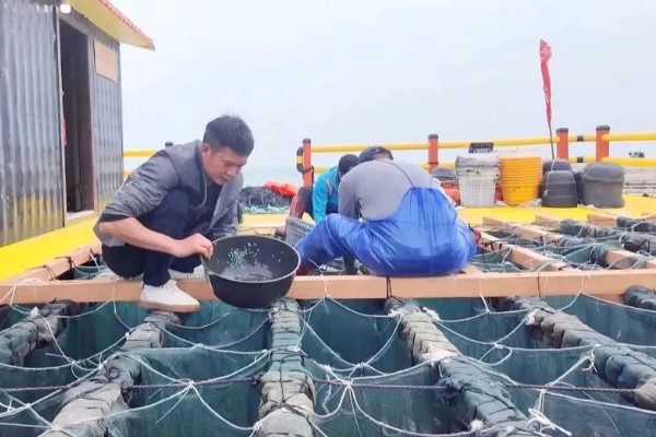 海虹如何养殖,应选择在水流比较畅通的地方养