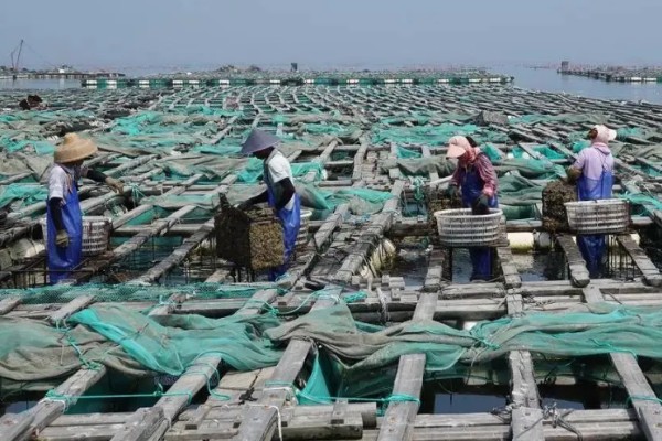 海虹如何养殖,应选择在水流比较畅通的地方养