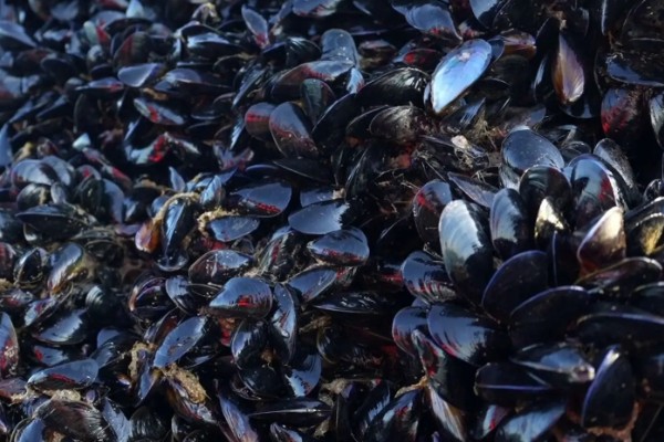 海虹如何养殖,应选择在水流比较畅通的地方养