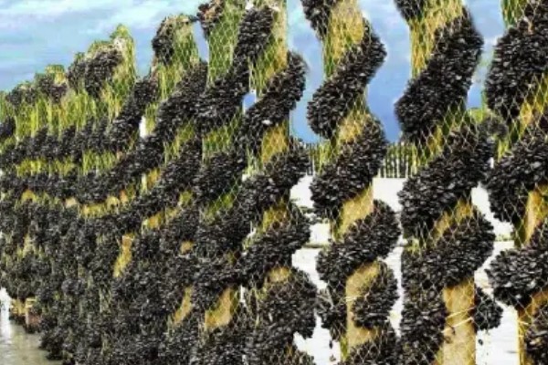 海虹如何养殖,应选择在水流比较畅通的地方养