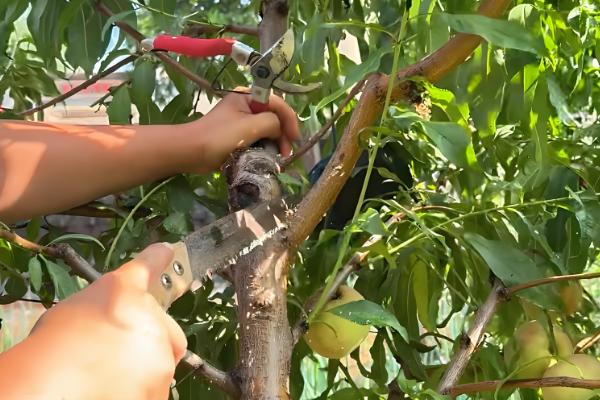 桃树的修剪注意事项，遵循轻剪少去的原则