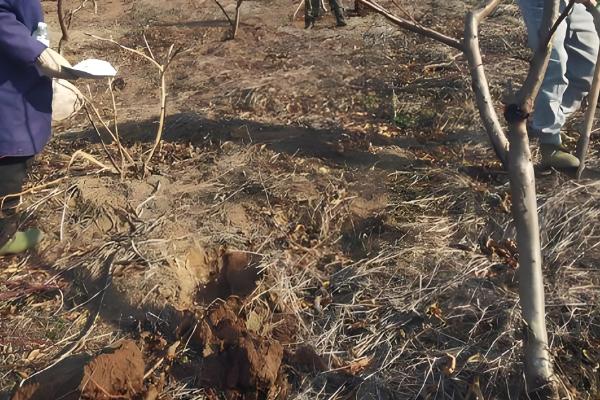 桃树的修剪注意事项，遵循轻剪少去的原则