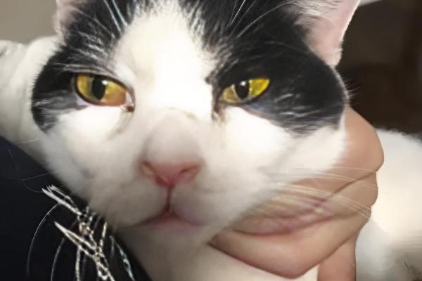 猫感冒的分类,分普通感冒与病毒性感冒