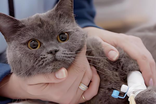 猫感冒的分类,分普通感冒与病毒性感冒