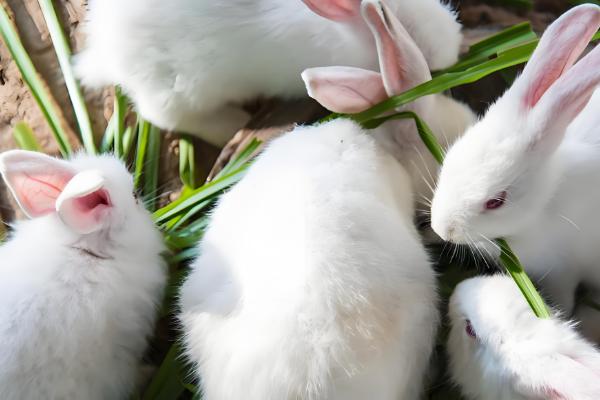 饲养兔子有哪些注意事项,需每天更换饮用水