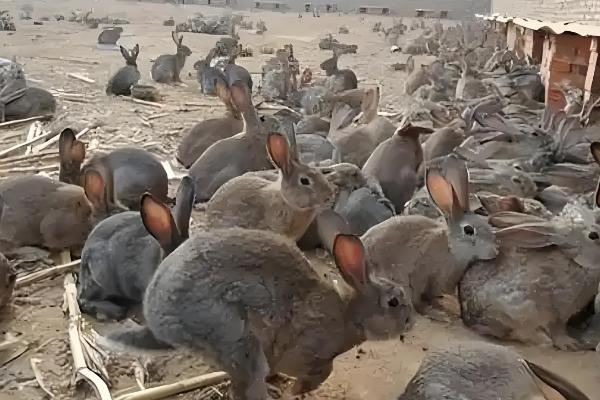 饲养兔子有哪些注意事项,需每天更换饮用水