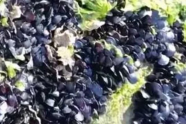 海虹如何养殖,应选择在水流比较畅通的地方养