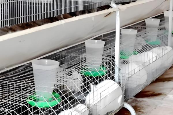 饲养兔子有哪些注意事项,需每天更换饮用水