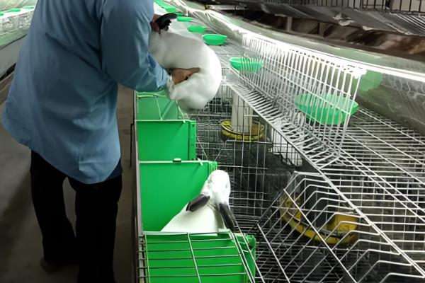 饲养兔子有哪些注意事项,需每天更换饮用水