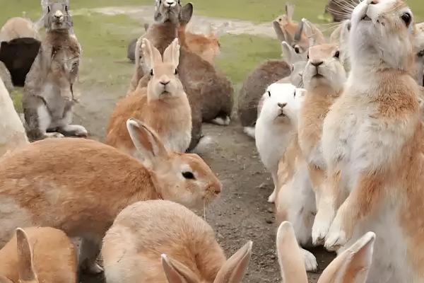 饲养兔子有哪些注意事项,需每天更换饮用水