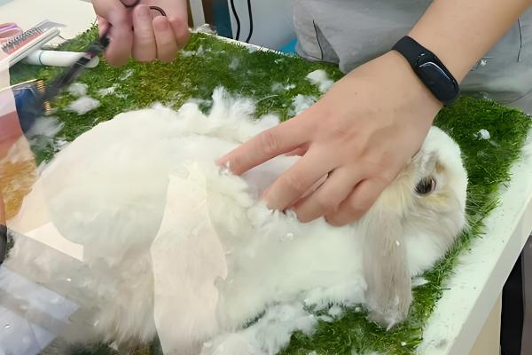 饲养兔子有哪些注意事项,需每天更换饮用水