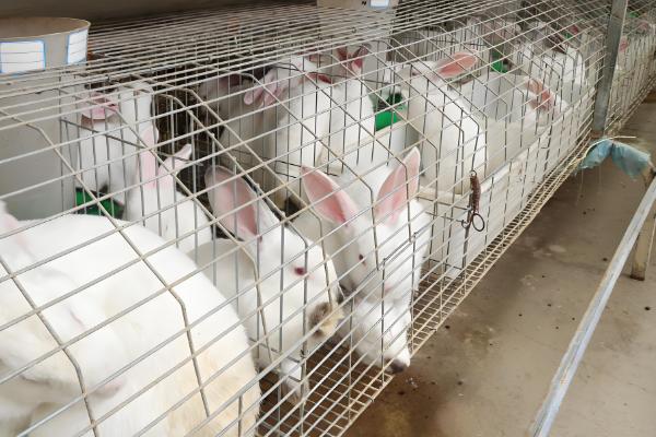 饲养兔子有哪些注意事项,需每天更换饮用水