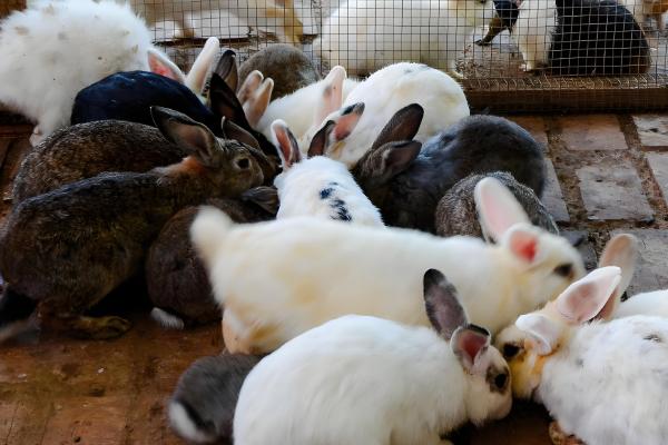饲养兔子有哪些注意事项,需每天更换饮用水