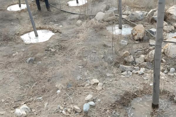 正月十五能栽树吗，可以栽树