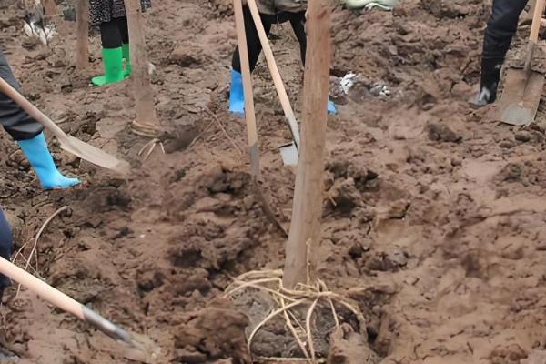 正月十五能栽树吗，可以栽树